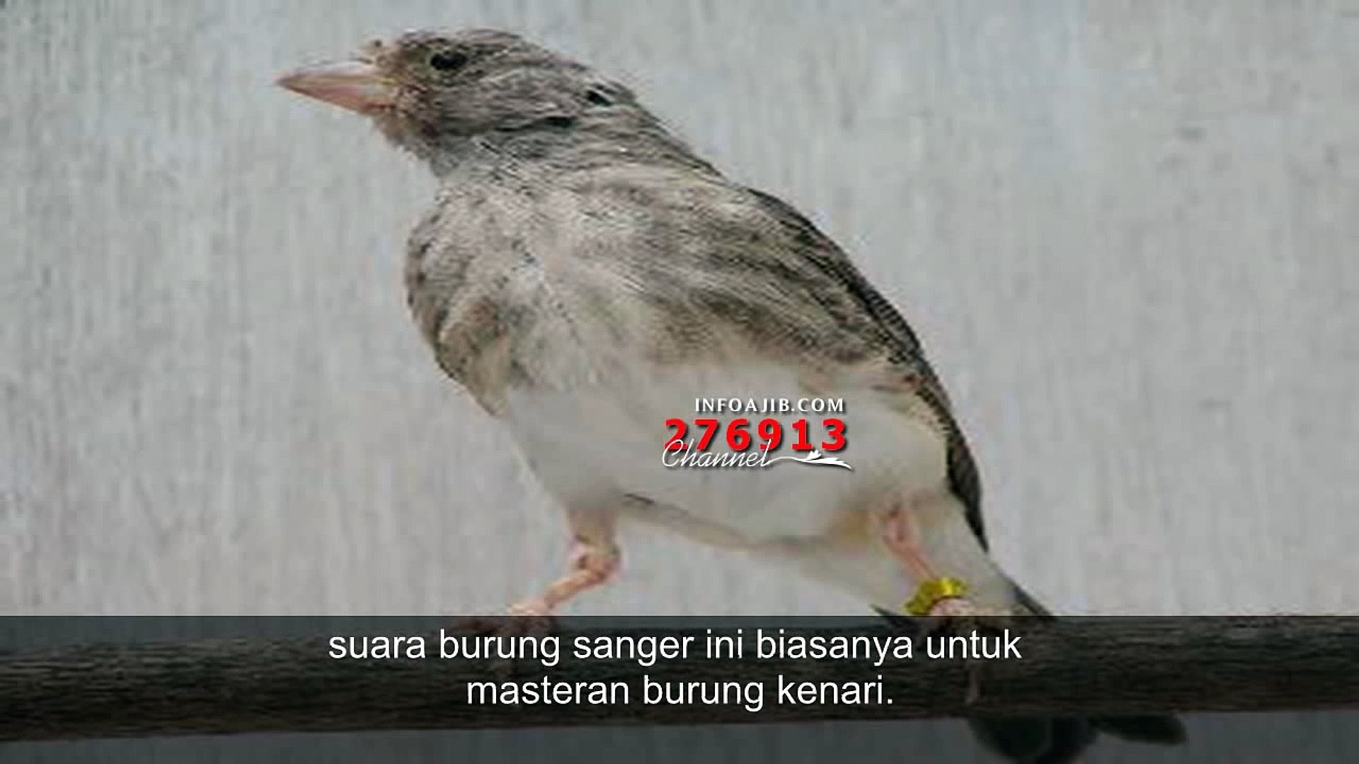 Kicau Burung Sanger Cocok Buat Masteran Burung Kicau Mania Video