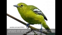 Kicau Burung Sirpu Cipow Kacat & Perawatan Harian Agar Cepat Gacor