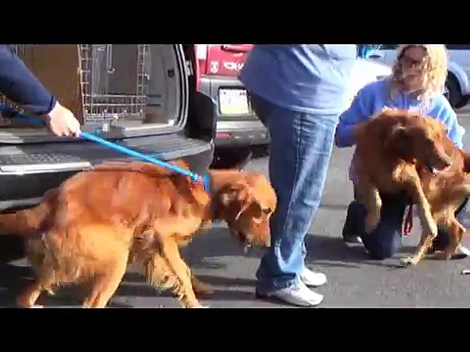 Chester and Oso