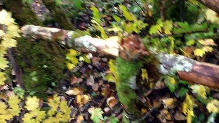 Bigfoot: More Trees Down, Whistles Heard & Gabby Sees...? with Barb & Gabby