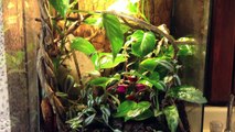 Red Eyed Tree Frog Terrarium