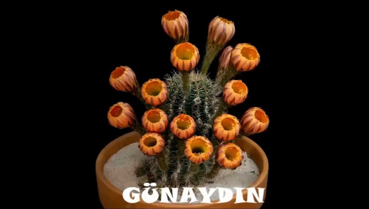 GÜNAYDIN