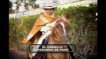 Hacienda Mamacona : Caballo de Paso Peruano
