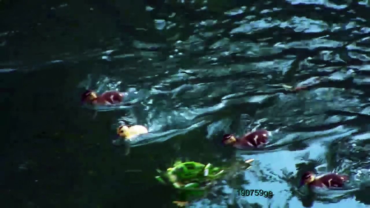 Germano  Reale  femmina  con piccoli  fiume Sile