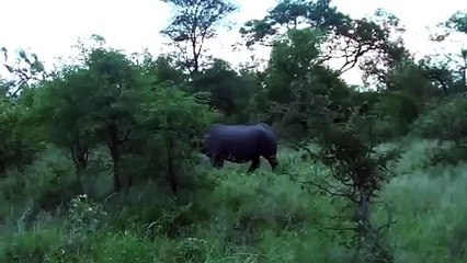 Black rhino charging a lion at Pondoro Game Lodge in Greater Kruger Park