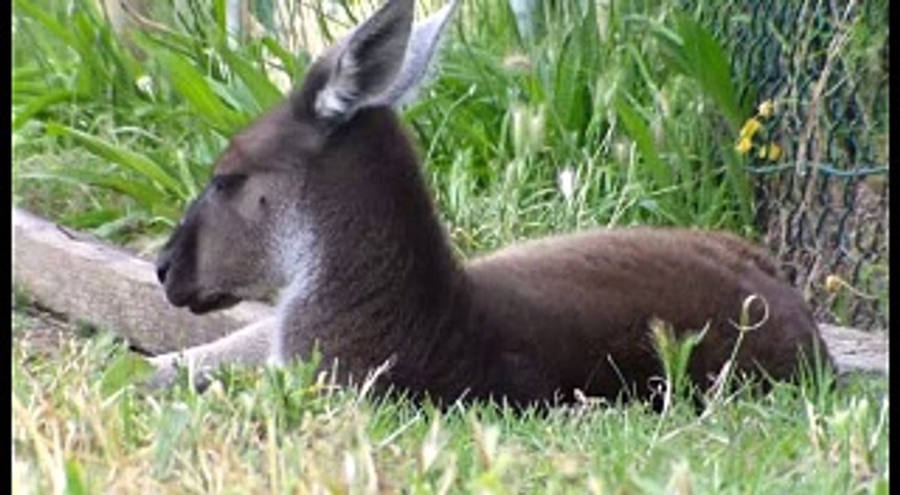 Cool Lazy Roo Relaxing