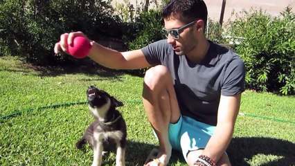 DOBBY DOBBY DOBBY! - Sep 28