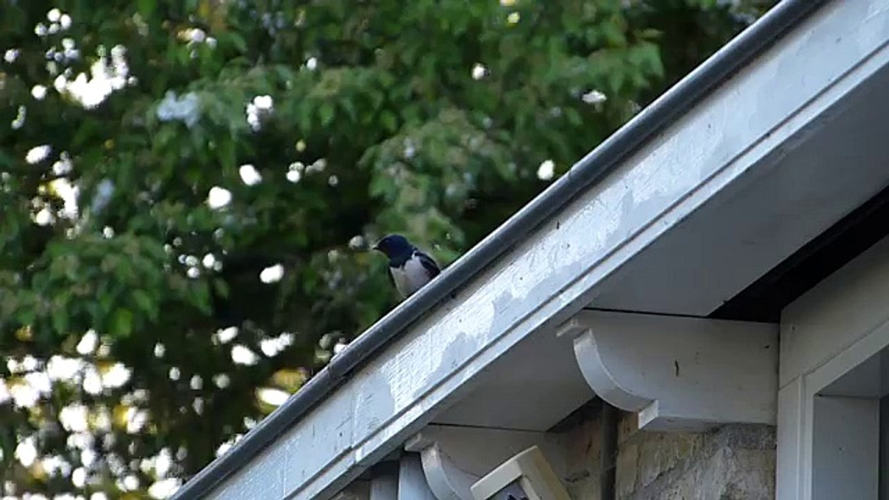 Barn Swallow