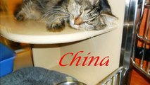 Cute Maine Coon for adoption--China