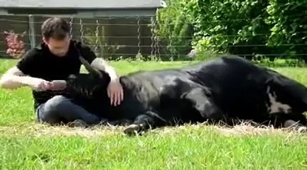 Salvou touro Bravo da morte e agora são bons amigos! LINDO!