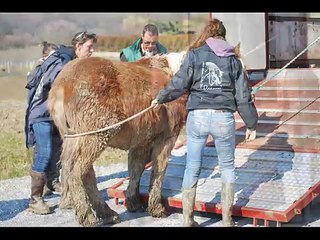 Le refuge de Darwyn- sequestre de 16 équidés