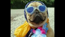 Pugs Are Awesome!! Best Pug Photos Slide Show ever