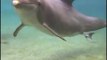 Mamãe Golfinho dando a luz a seu filho em uma piscina nos EUA - Nascimento de Golfinho