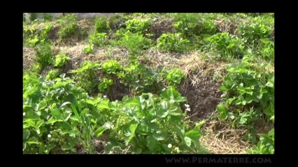 [Permaterre] Potager en permaculture [Mai 2015] #10
