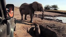 Cet elephanteau est secouru et les retrouvailles avec sa maman sont vraiment touchantes