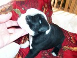 Boston Terrier Puppies