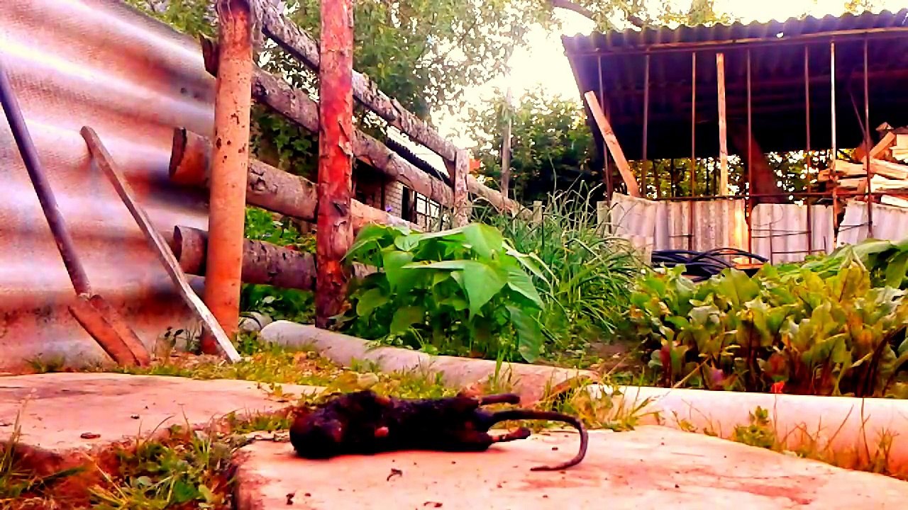 Burning Rat