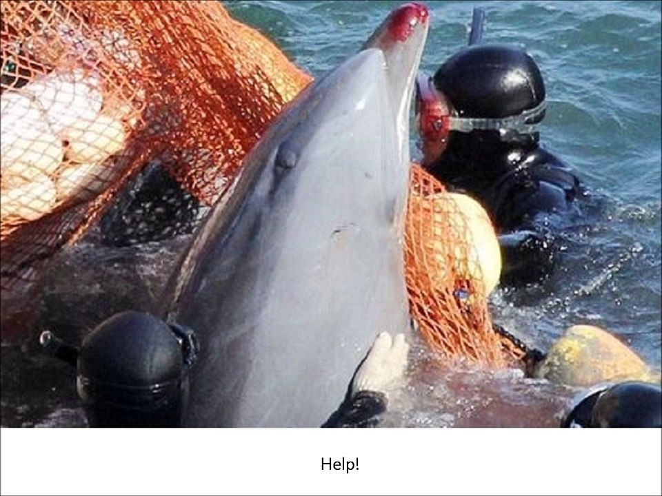 Free Dolphins 1
