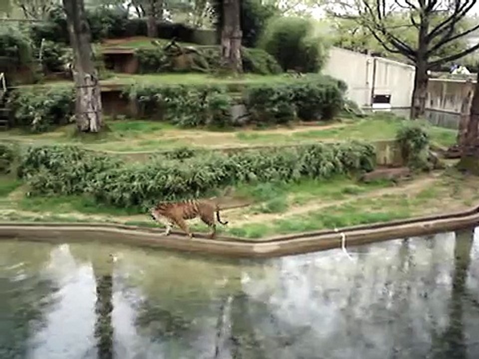 Tiger Roar