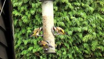British Garden Birds Feeding - November 2011