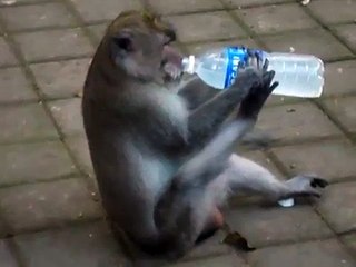 Angry Monkey Tries Desperately To Open A Water Bottle