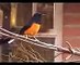 Suara Kicau Burung Murai Batu Gacor  - Juara Nasional 100 Juta