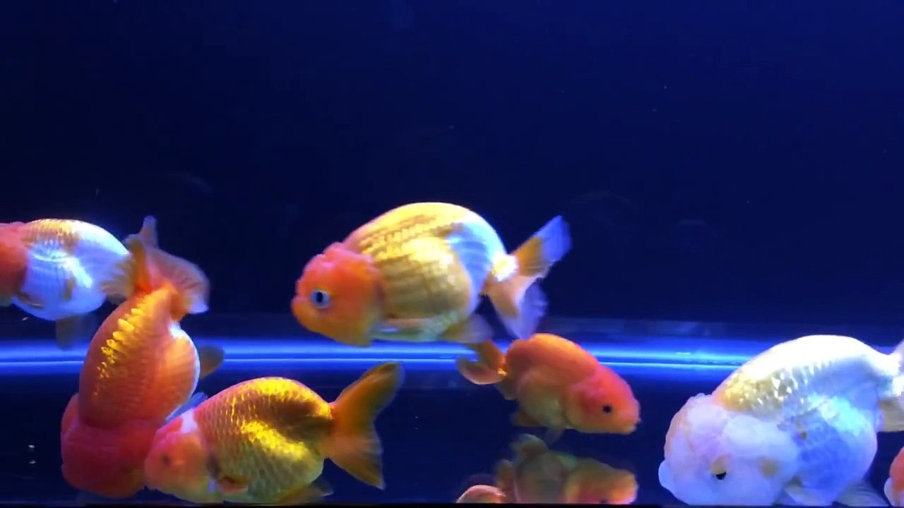 My Ranchu Tank