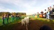 12 Samoyed-dog-team