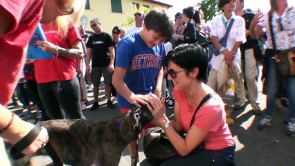 30 Irish Retired Greyhound for GACI Italy September 13 2014