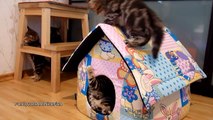 Cute Kittens tear down their home. Funny Cats