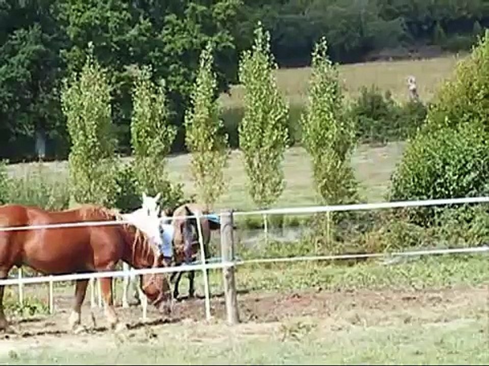 sabella jument portugaise. Les écuries de julirose