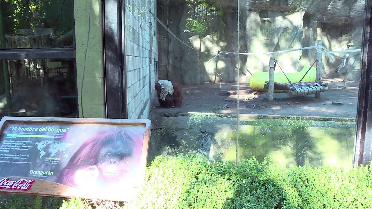 Recht auf Freiheit? Argentinien streitet über Zoo-Affen Sandra