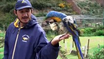 Plight Of The Andean Condor: Largest Bird In The World