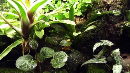 Golden Poison Frog, Phyllobates terribilis - Terrarium and Eating