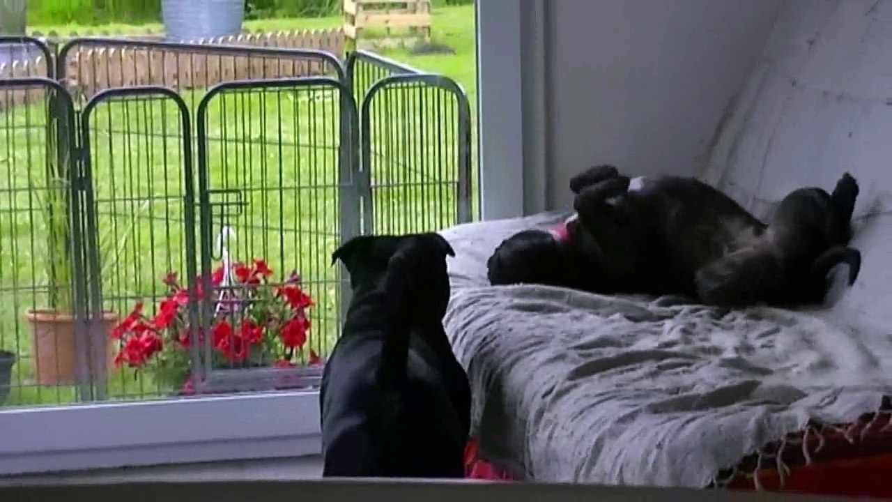 5. Le papa et sa fille Jewel souhaitent un joyeux anniversaire à la 15ème portée de Staffordland