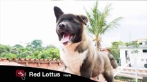 RJB Red Lottus - Cachorros de Akita Americano (3meses)