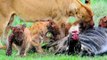 Lions feeding on a wildebeest in the Serengeti (graphic!)