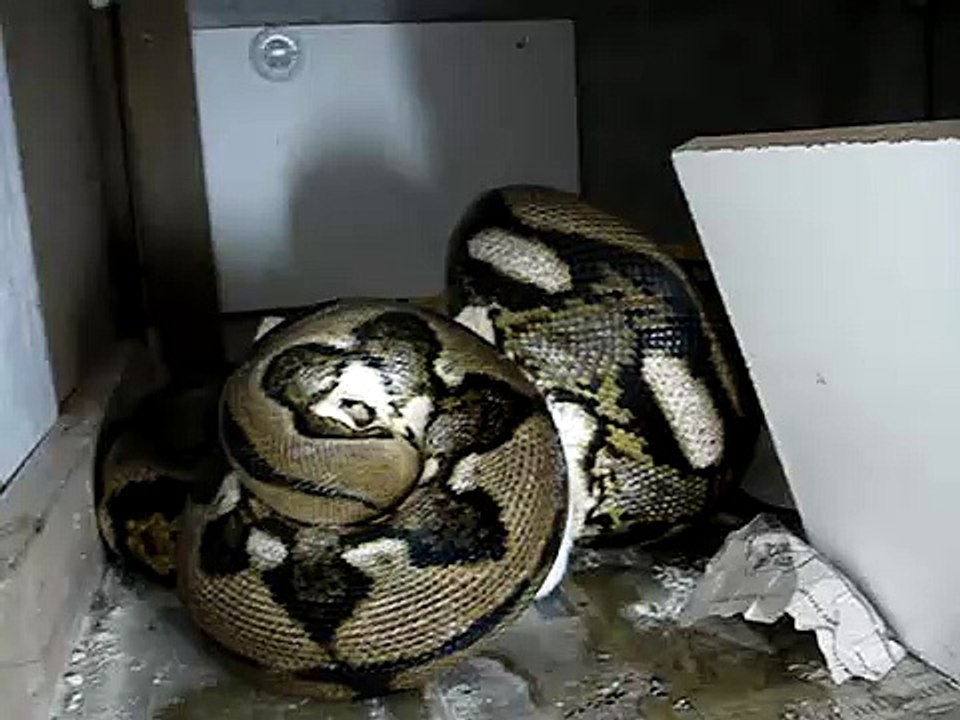 feeding reticulated pythons close up