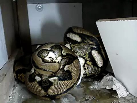 feeding reticulated pythons close up