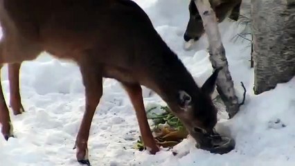 Beauty of Nature:  Baby Deer With Mom in Winter Wonderland