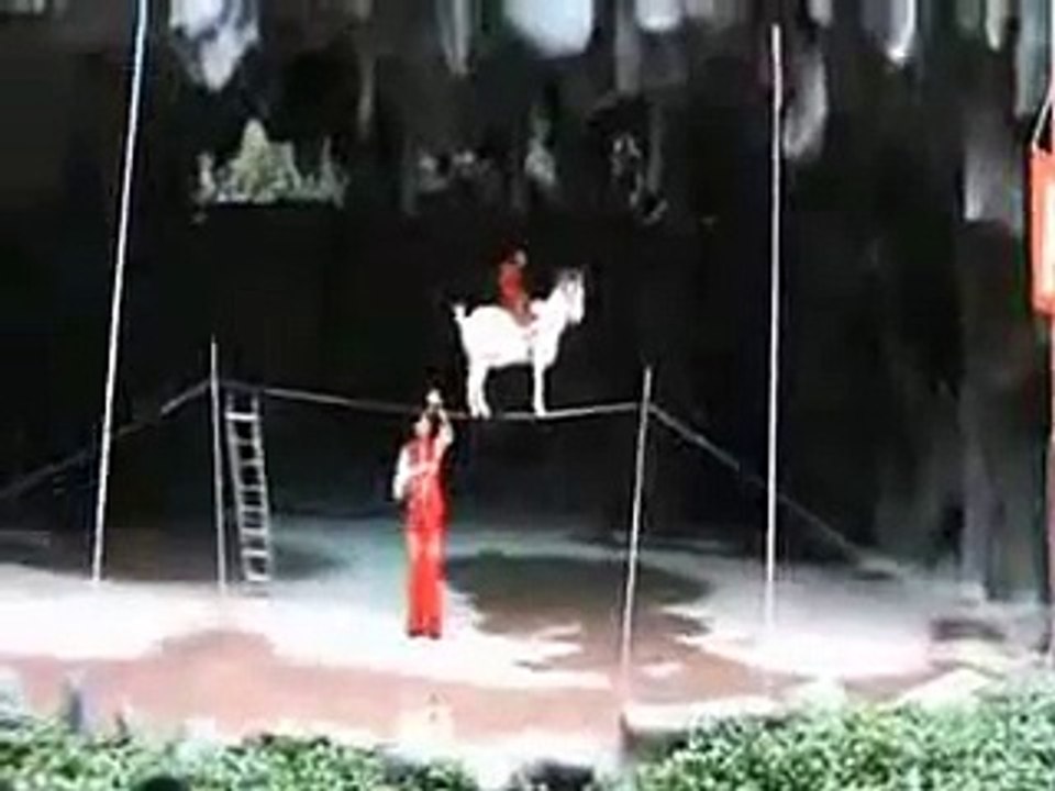 Bode na corda bamba!