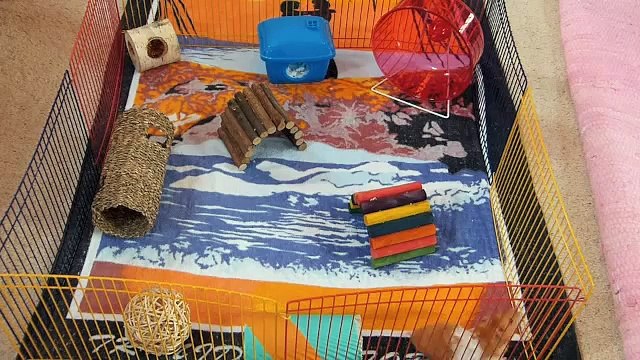 Hamster Myths And Misconceptions