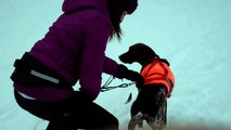 German Shorthaired Pointer Learns to Skijor