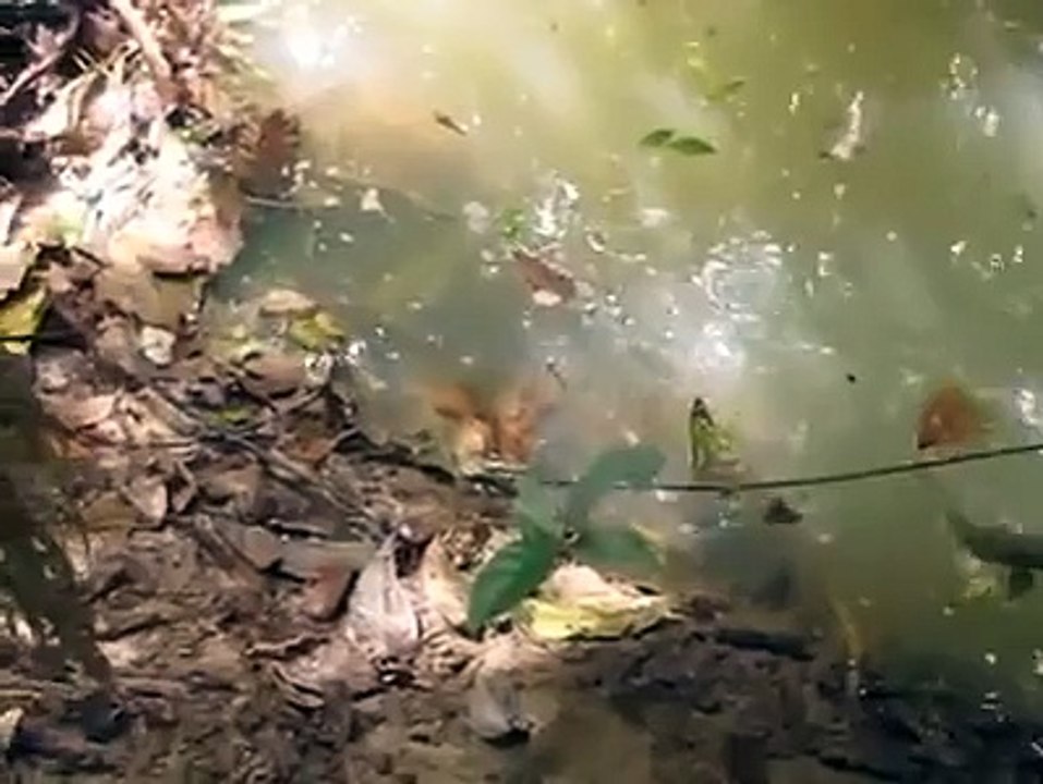 Never Try to Poke an Anaconda!!