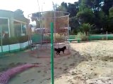 Cucciolo Incrocio pastore tedesco-abruzzese e cucciola rotweiler al mare -1 di 2-