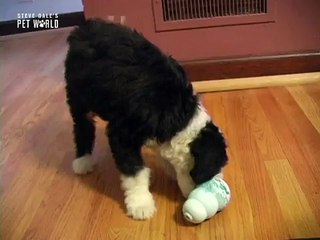 Steve Dale Shares Essential Puppy Training Tips from Andrea Arden 🐶