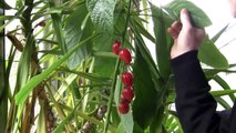 grafting tomatoes on to avocado plant