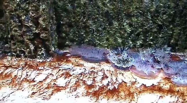 Auf großer Tour durch den Kölner Zoo 7