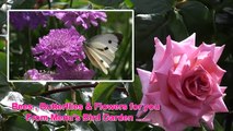 Bees, Butterflies And Flowers In My Garden
