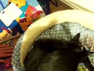 Our cat Sasha having Kittens